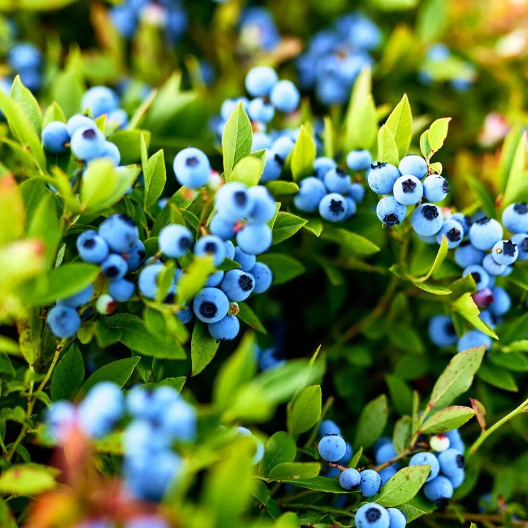 Frozen Organic Maine Wild Blueberries Family Dinner frozen-organic-maine-wild-blueberries-family-dinner