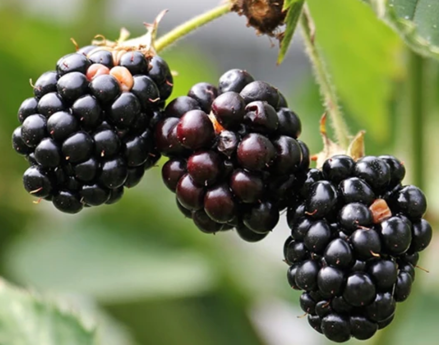 The forbidden (frozen) fruit