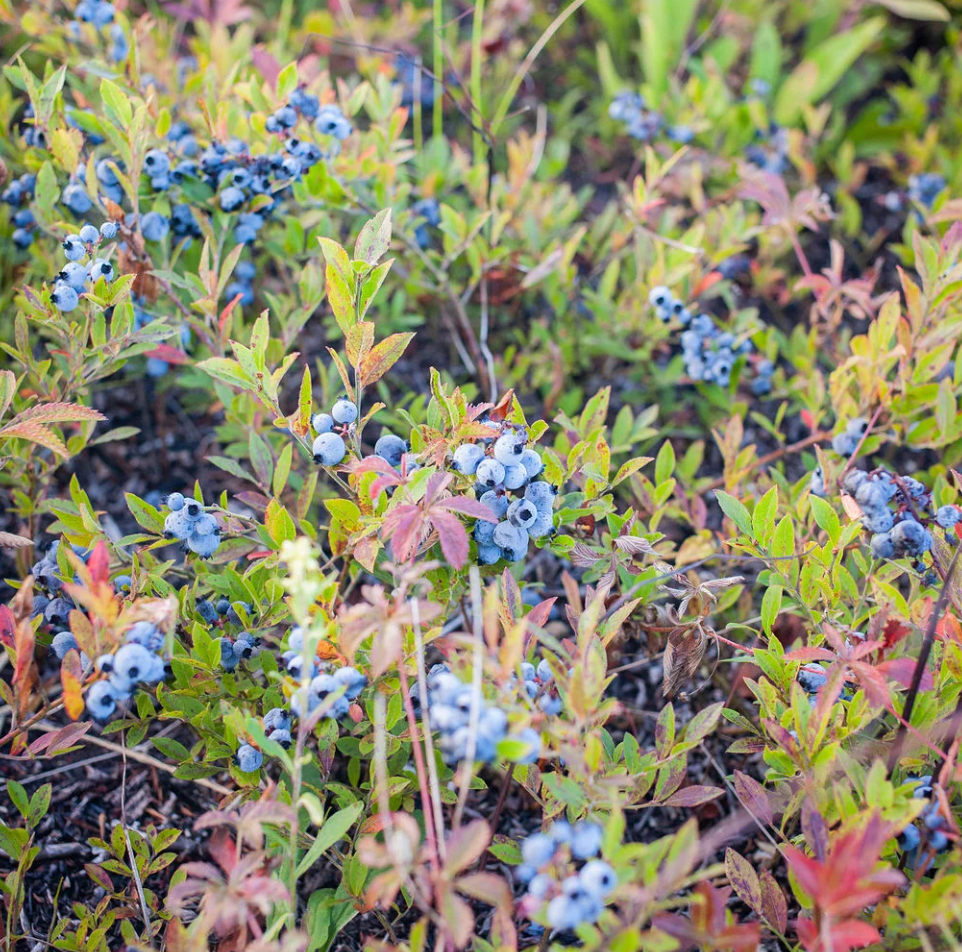 It's blueberry season!