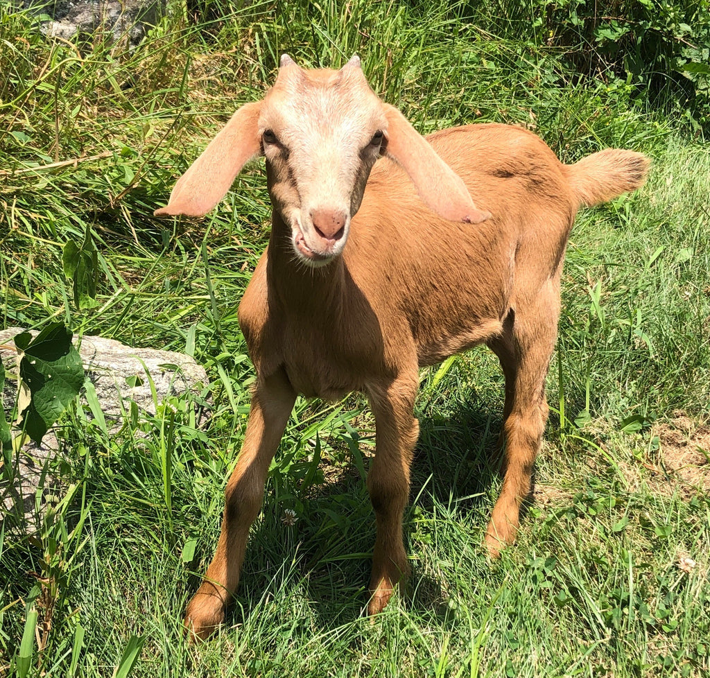 Email Face Lift, and a Baby Goat.