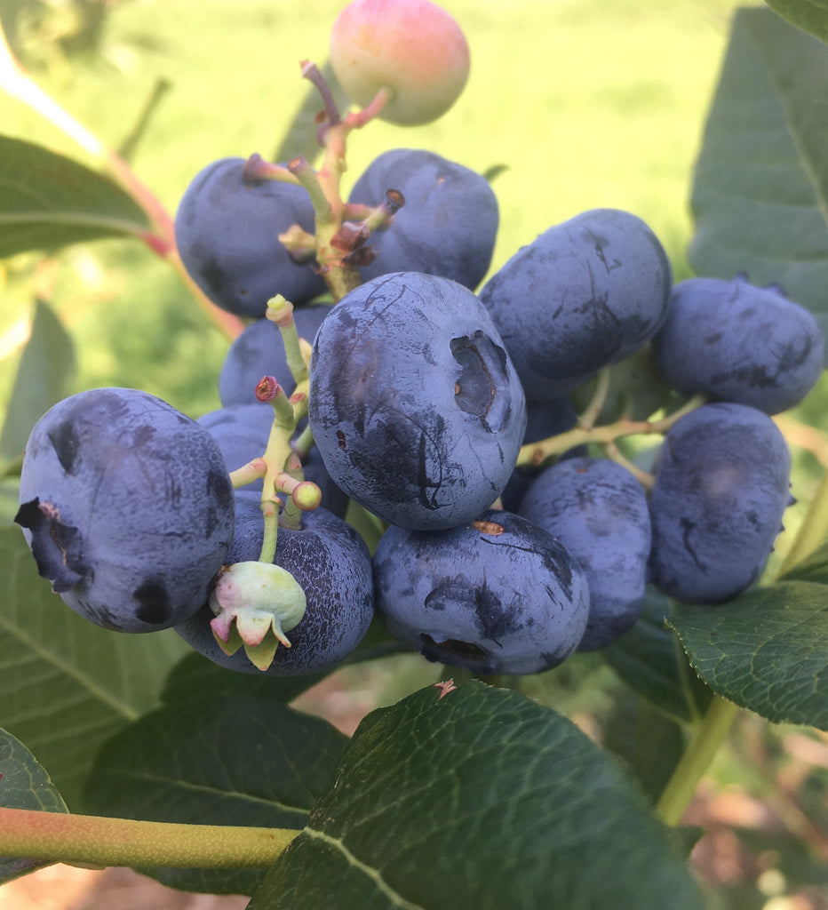 The Blueberriest Blueberries.
